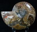 Agatized Ammonite Fossil (Half) #16511-1